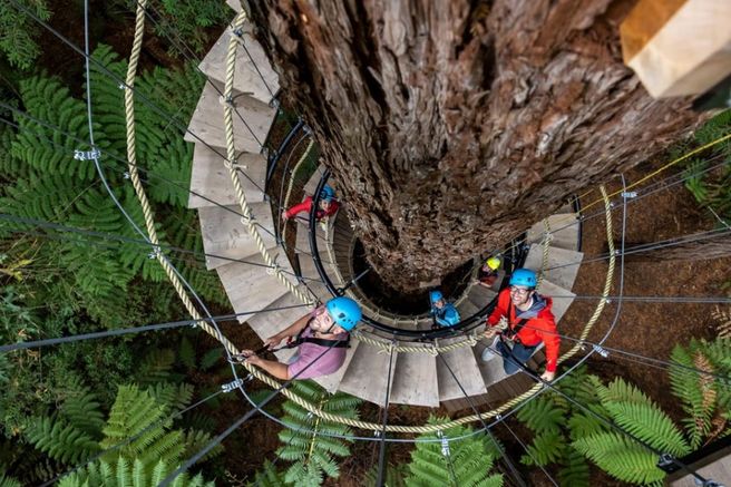 Rotorua Redwoods Altitude High Ropes Adventure