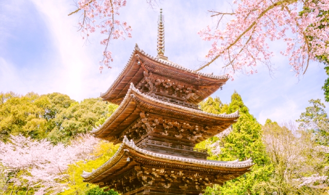 大阪＆京都出発：京都桜一日ツアー（三保美術館、三井寺）