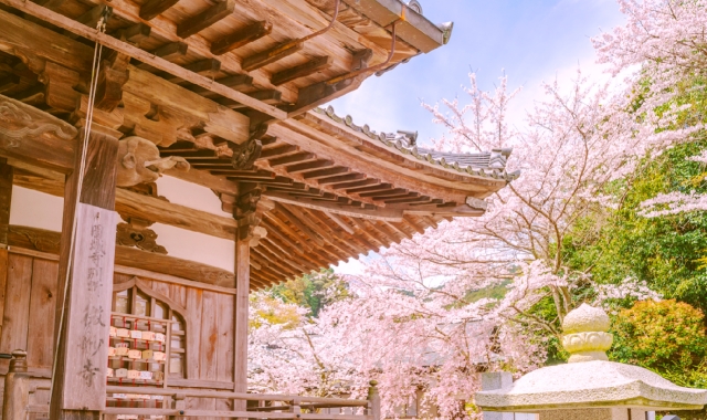 大阪＆京都出発：京都桜一日ツアー（三保美術館、三井寺）