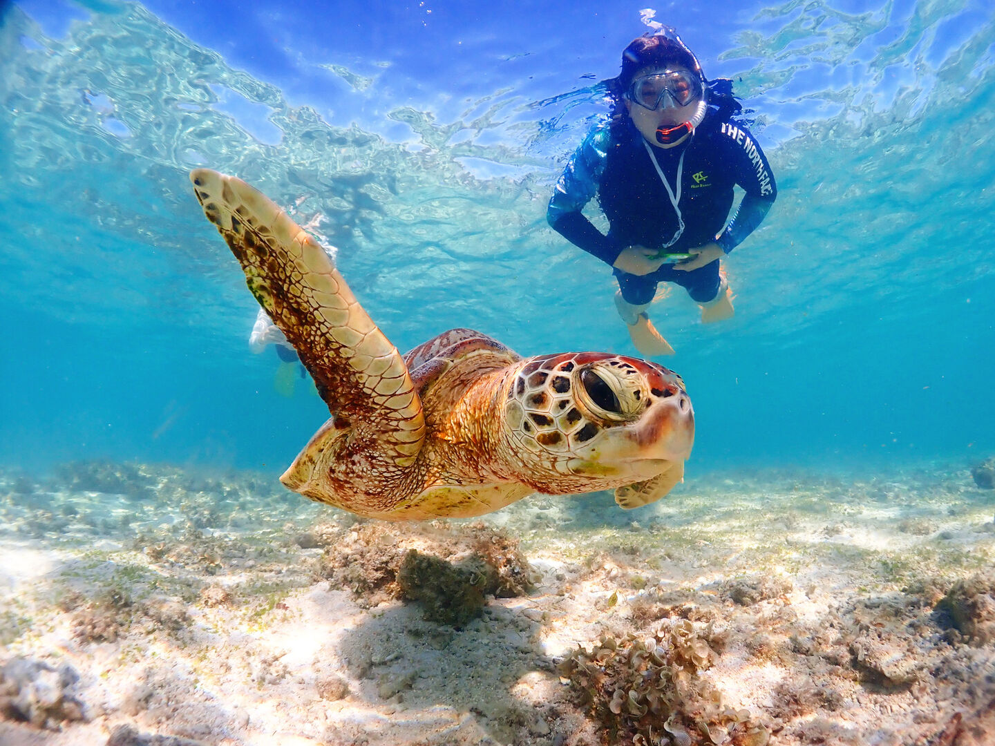 미야코지마 인생 사진 바다 거북이 스노클링 투어