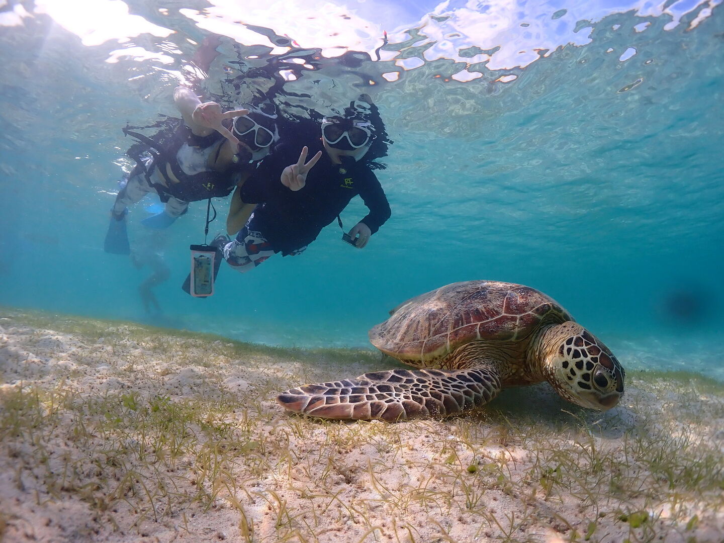 미야코지마 인생 사진 바다 거북이 스노클링 투어