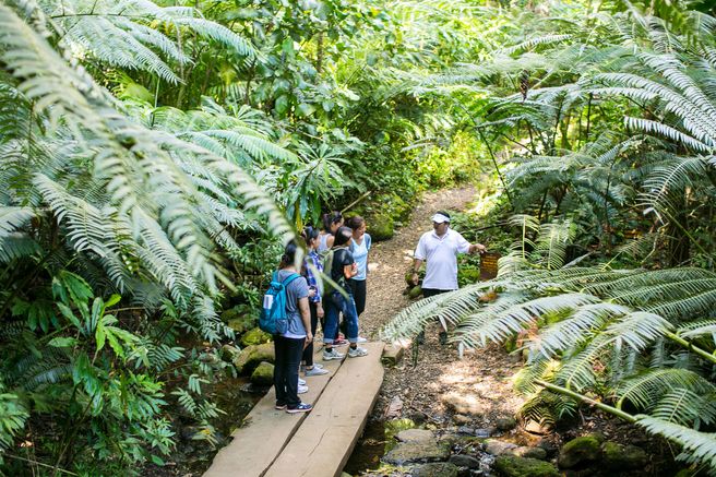 Hawaii: Jurassic Park Film Site & Manoa Falls Hiking Tour