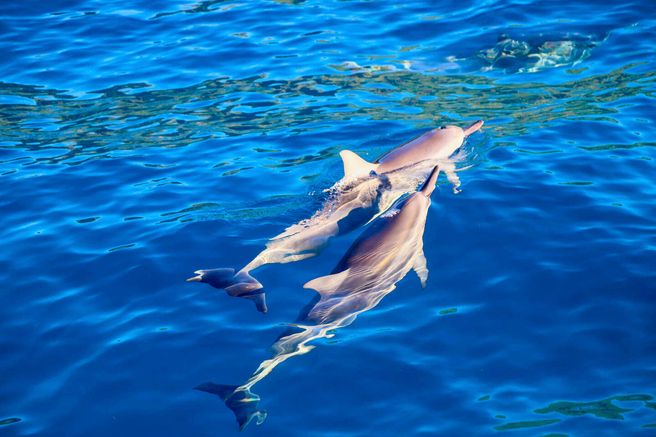 ハワイ・ドルフィンクルーズ&シュノーケリング&マリンアクティビティツアー