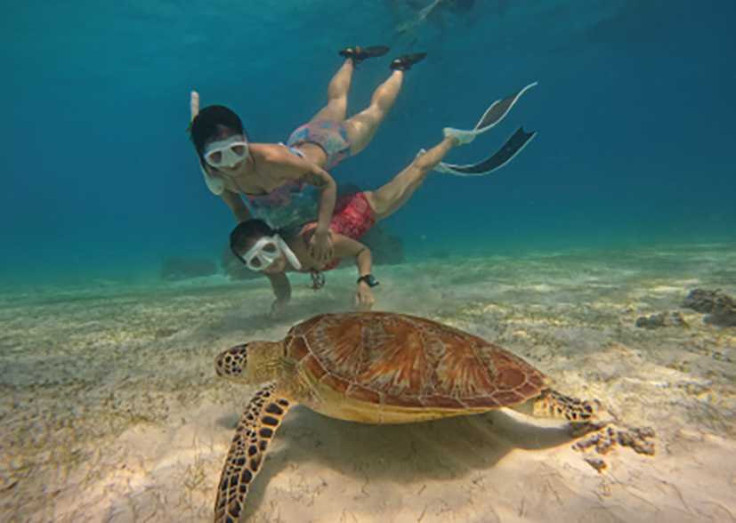 [보홀션] 보홀 발리카삭 샤인 호핑 투어 (고프로 수중촬영, 무료 픽드랍, 전담가이드, 돌고래)