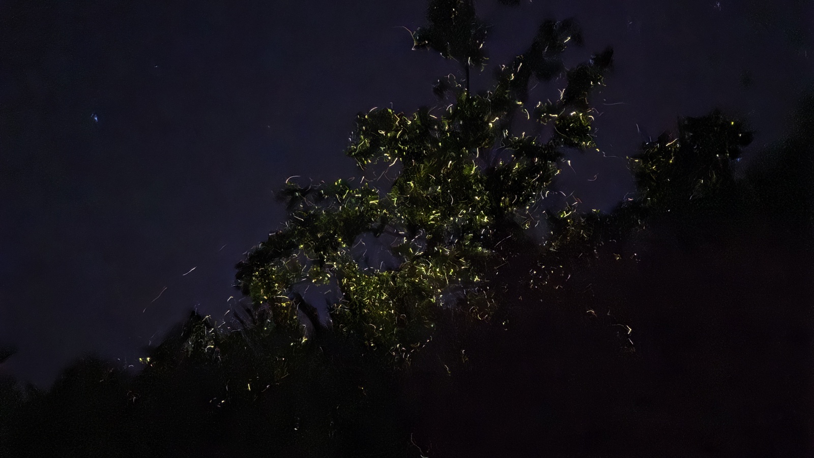 [보홀션] 보홀 샤인 반딧불 & 육상투어