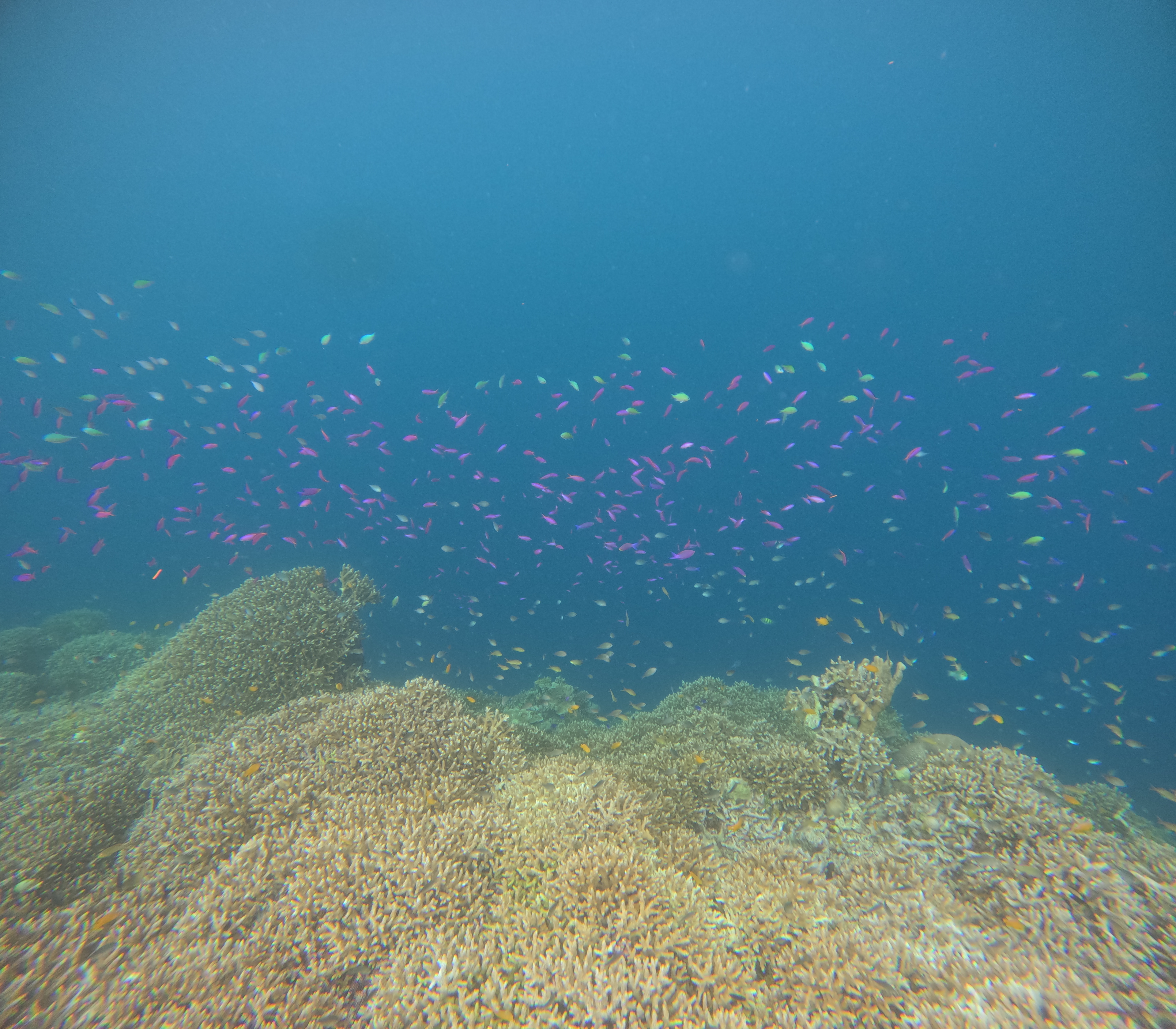 [보홀션] 보홀 시크릿 나팔링 투어