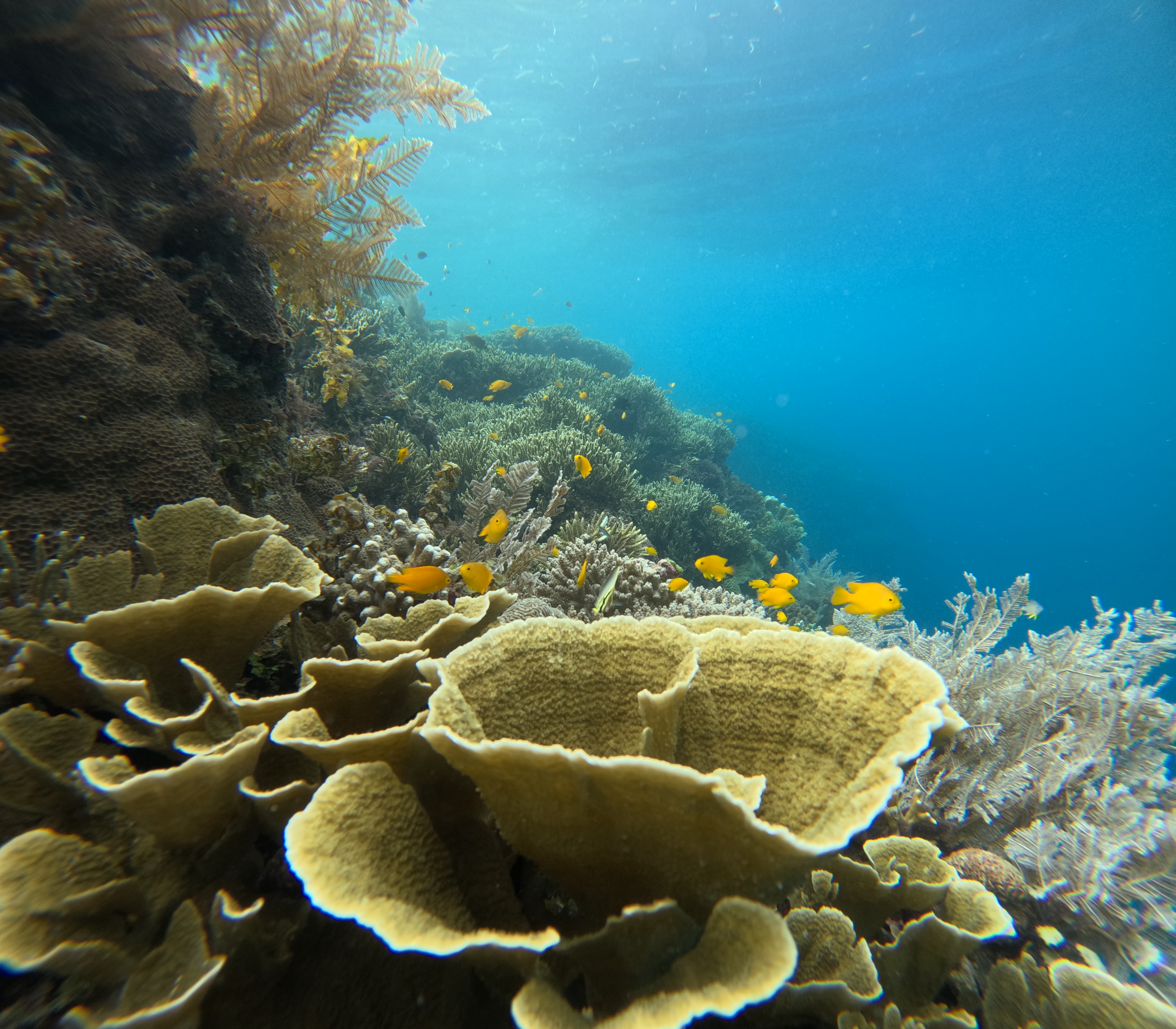 [보홀션] 보홀 시크릿 나팔링 투어