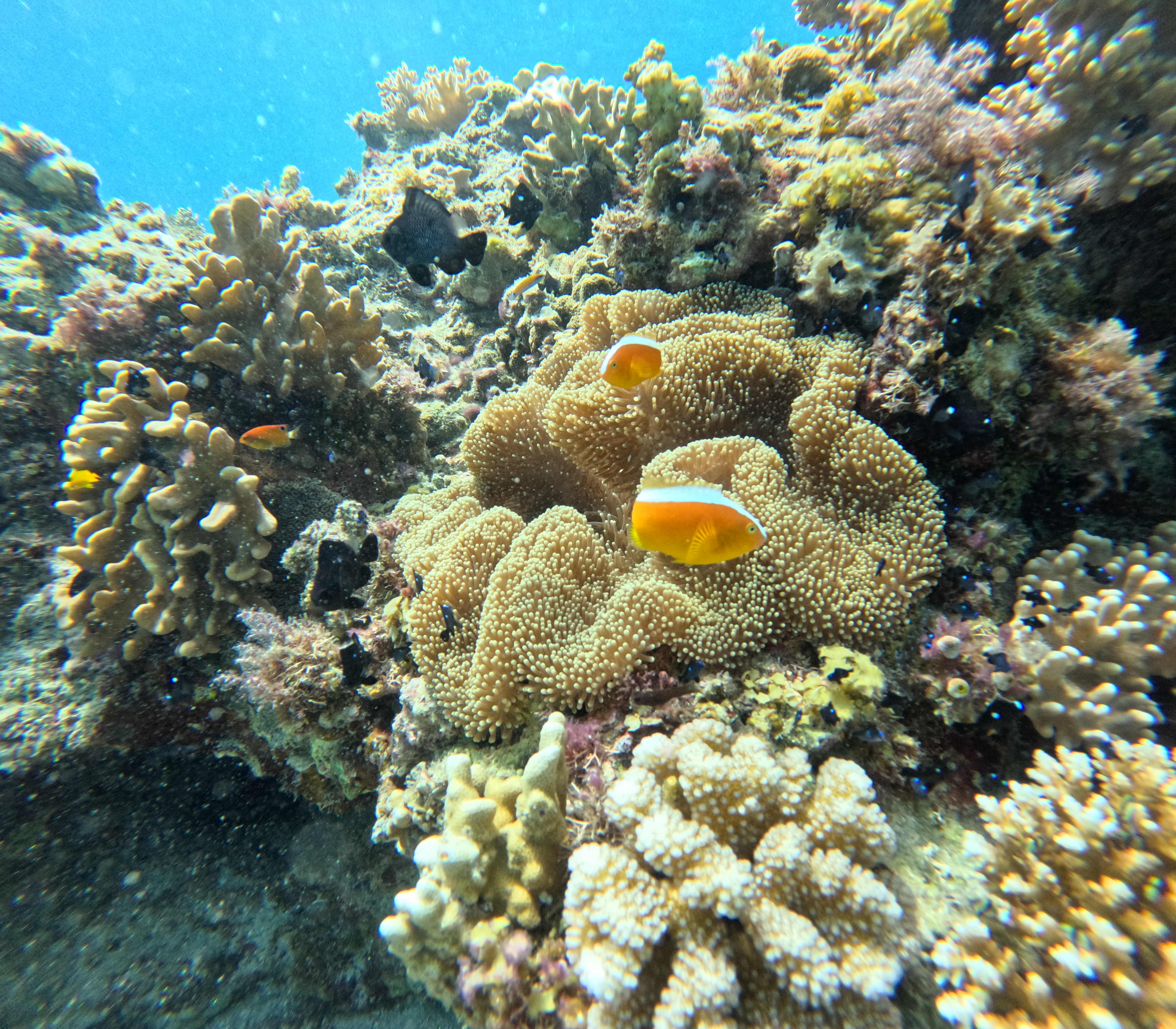 [보홀션] 보홀 시크릿 나팔링 투어