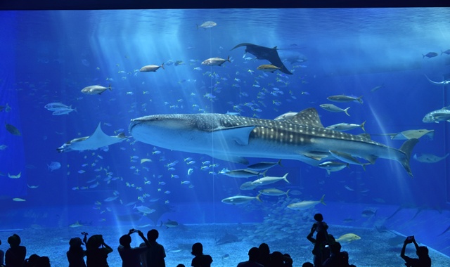Okinawa: Churaumi Aquarium Admission Ticket (Instant Entry)