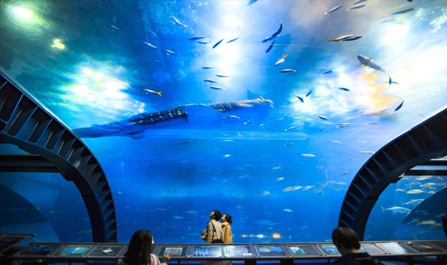 Okinawa: Churaumi Aquarium Admission Ticket (Instant Entry)