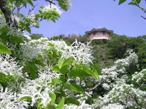 [왕복] 부산 - 대마도 스타라인 노바호 배편 승선권