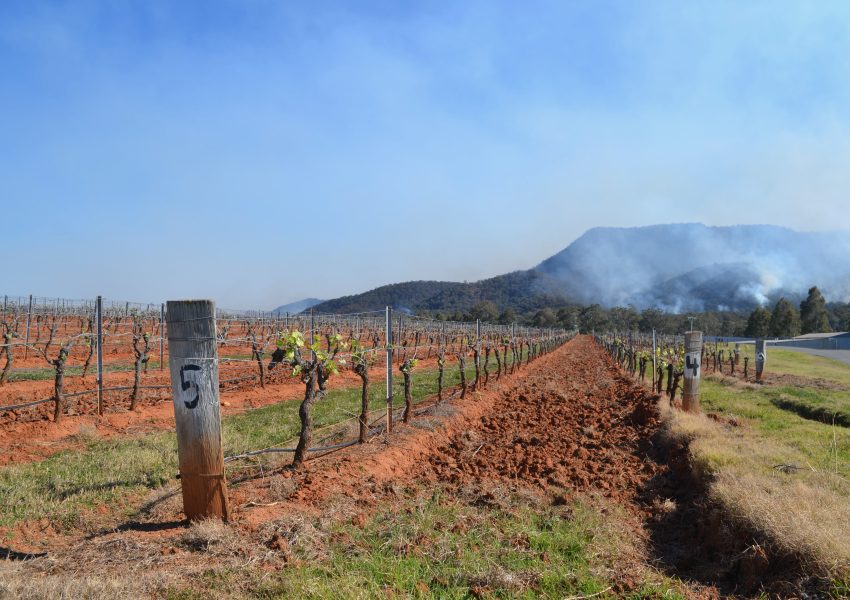 [고호주] 와인 본고장 헌터벨리 와인 테이스팅 투어
