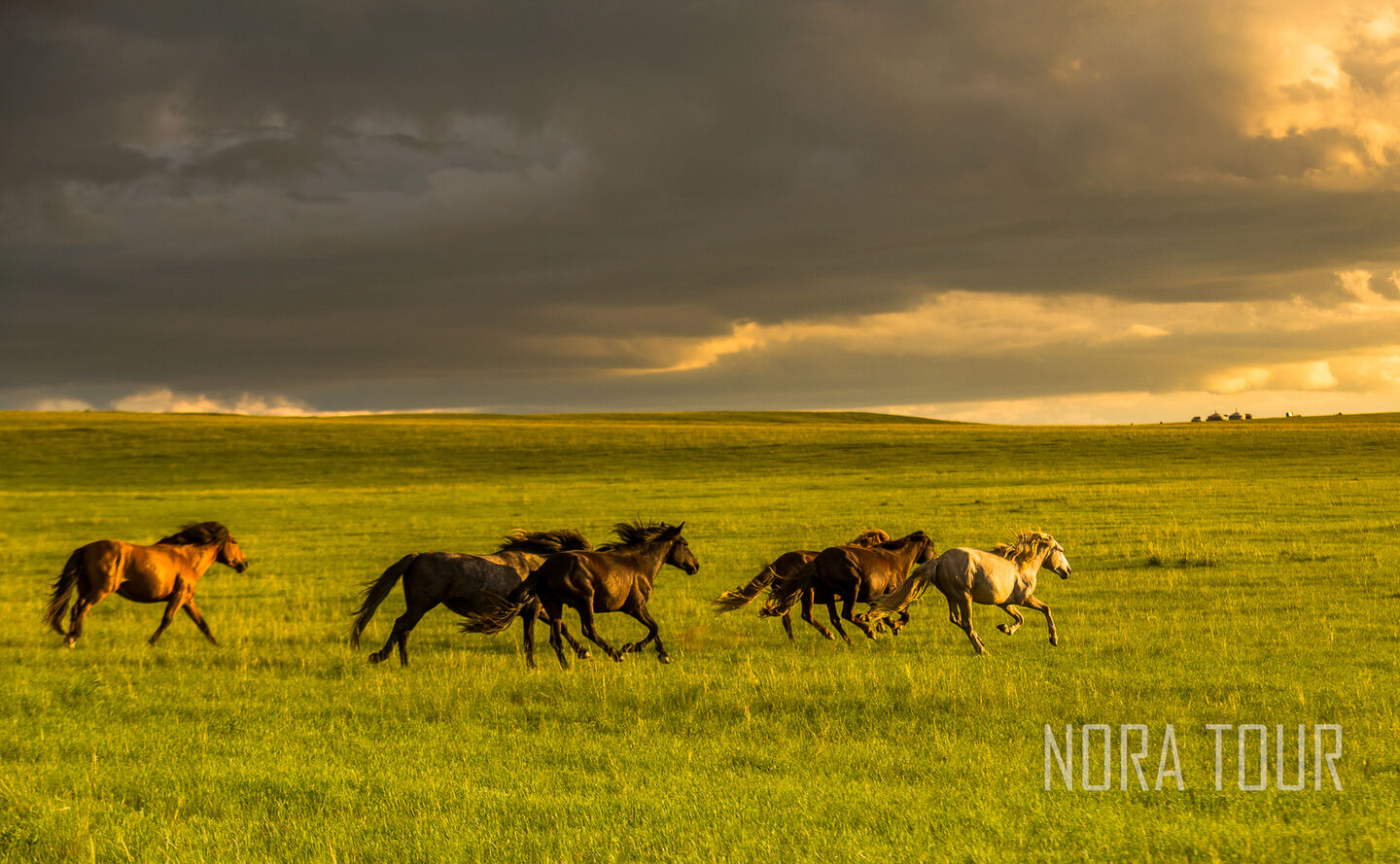 [노라투어] [5박6일] 몽골의 문화를 한 번에 느낄 수 있는 중부 정복 투어