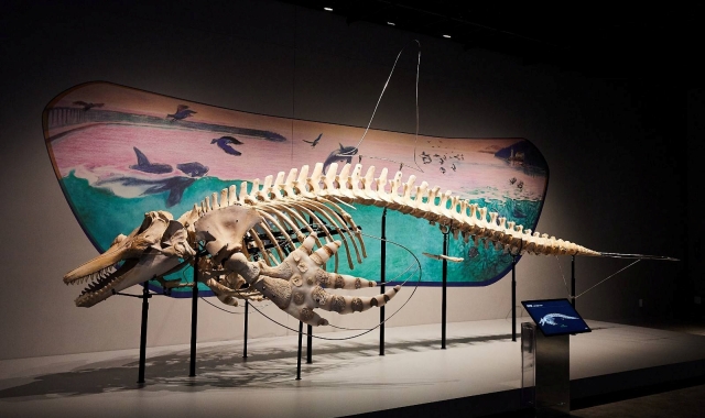 Kobe Suma Seaworld Ticket