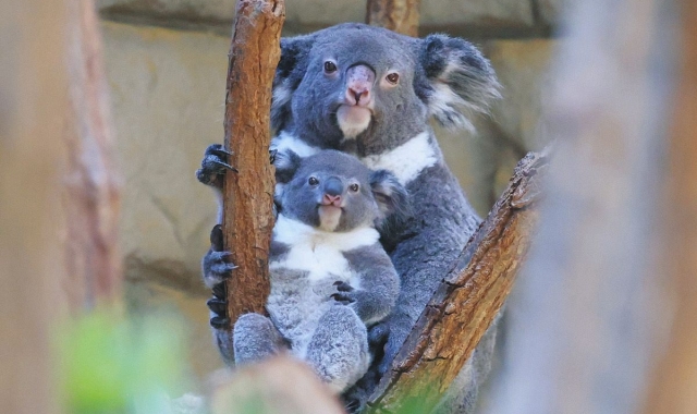 名古屋 東山動植物園 入場チケット