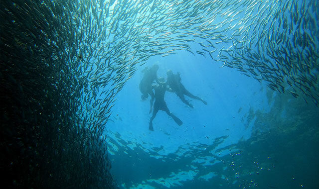 [렛츠고보홀] 보홀 종일 스노클링 투어  (동굴수영 + 나팔링 + 씨푸드런치 + 발리카삭 호핑)