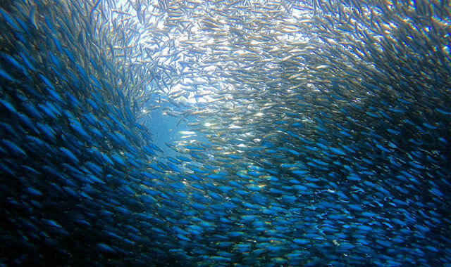 [렛츠고보홀] 보홀 종일 스노클링 투어  (동굴수영 + 나팔링 + 씨푸드런치 + 발리카삭 호핑)