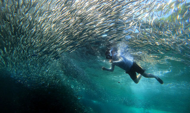 [렛츠고보홀] 보홀 종일 스노클링 투어  (동굴수영 + 나팔링 + 씨푸드런치 + 발리카삭 호핑)