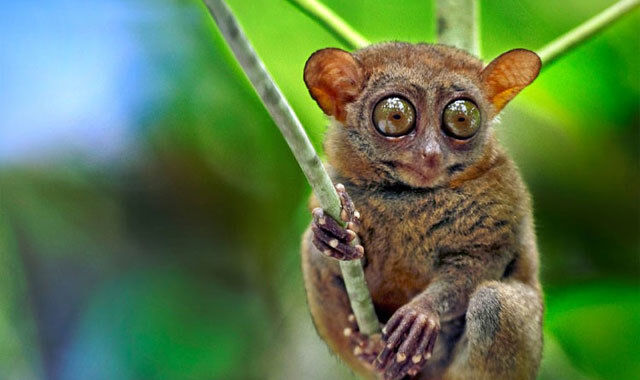 [렛츠고보홀] 보홀 육상 투어 + 선셋 디너 반딧불 투어 (보홀라운지, 공항드롭 포함)