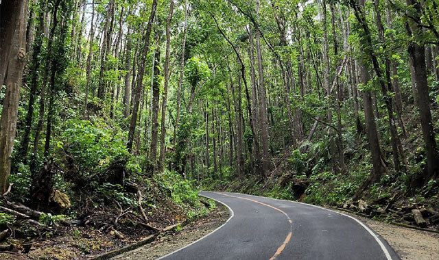 [렛츠고보홀] 보홀 육상 투어 + 선셋 디너 반딧불 투어 (보홀라운지, 공항드롭 포함)