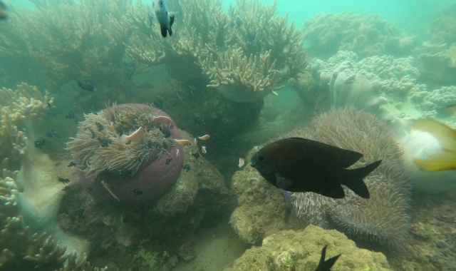 다낭/호이안 출발: 참섬 스노클링 & 씨워킹 체험 투어