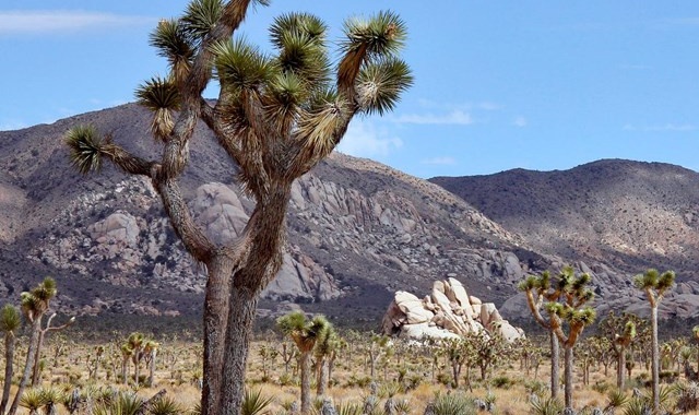 [에이스투어] LA에서 시작해 라스베가스에서 마무리하는 조슈아 트리 + 아울렛 투어