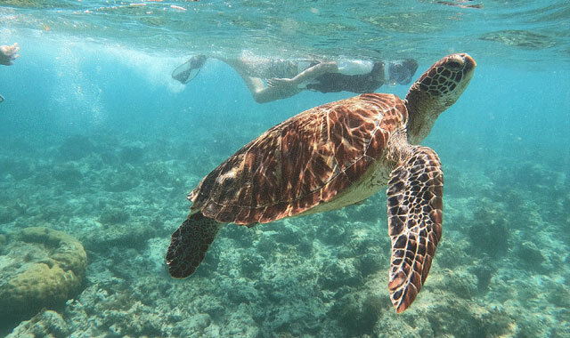 [렛츠고보홀] 보홀  발리카삭 호핑투어 (포인트 1회 추가, 고프로, 픽드롭, 무료 짐보관, 간식타임)