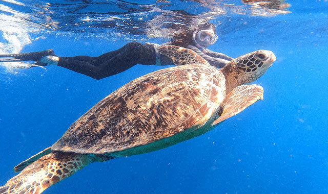 [렛츠고보홀] 보홀 발리카삭 돌고래 거북이 열대어 왓칭 호핑투어 (고프로, 픽드랍, 짐보관, 오전간식+씨푸드 점심)