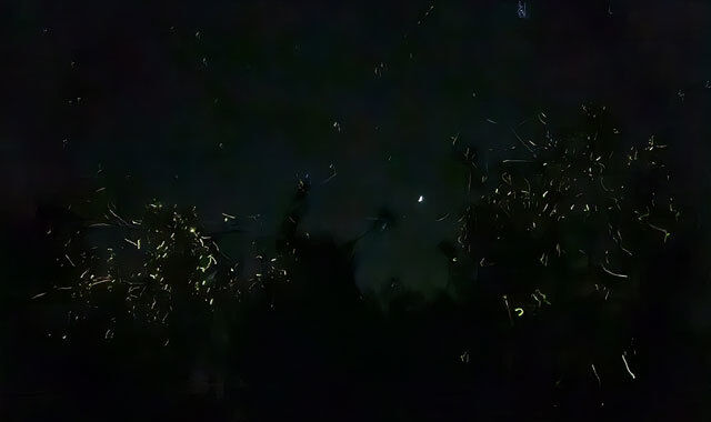 [렛츠고보홀] 보홀 고품격 반딧불 패스트트랙 투어