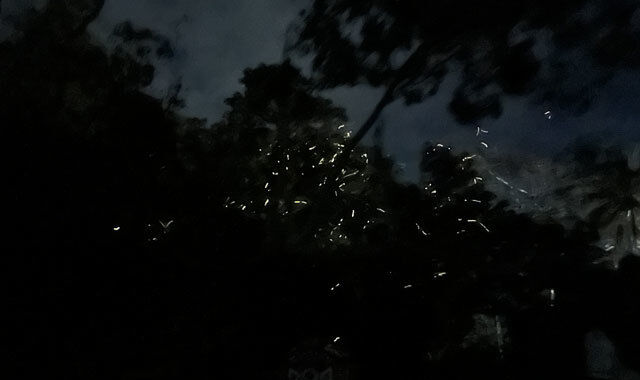 [렛츠고보홀] 보홀 고품격 반딧불 패스트트랙 투어