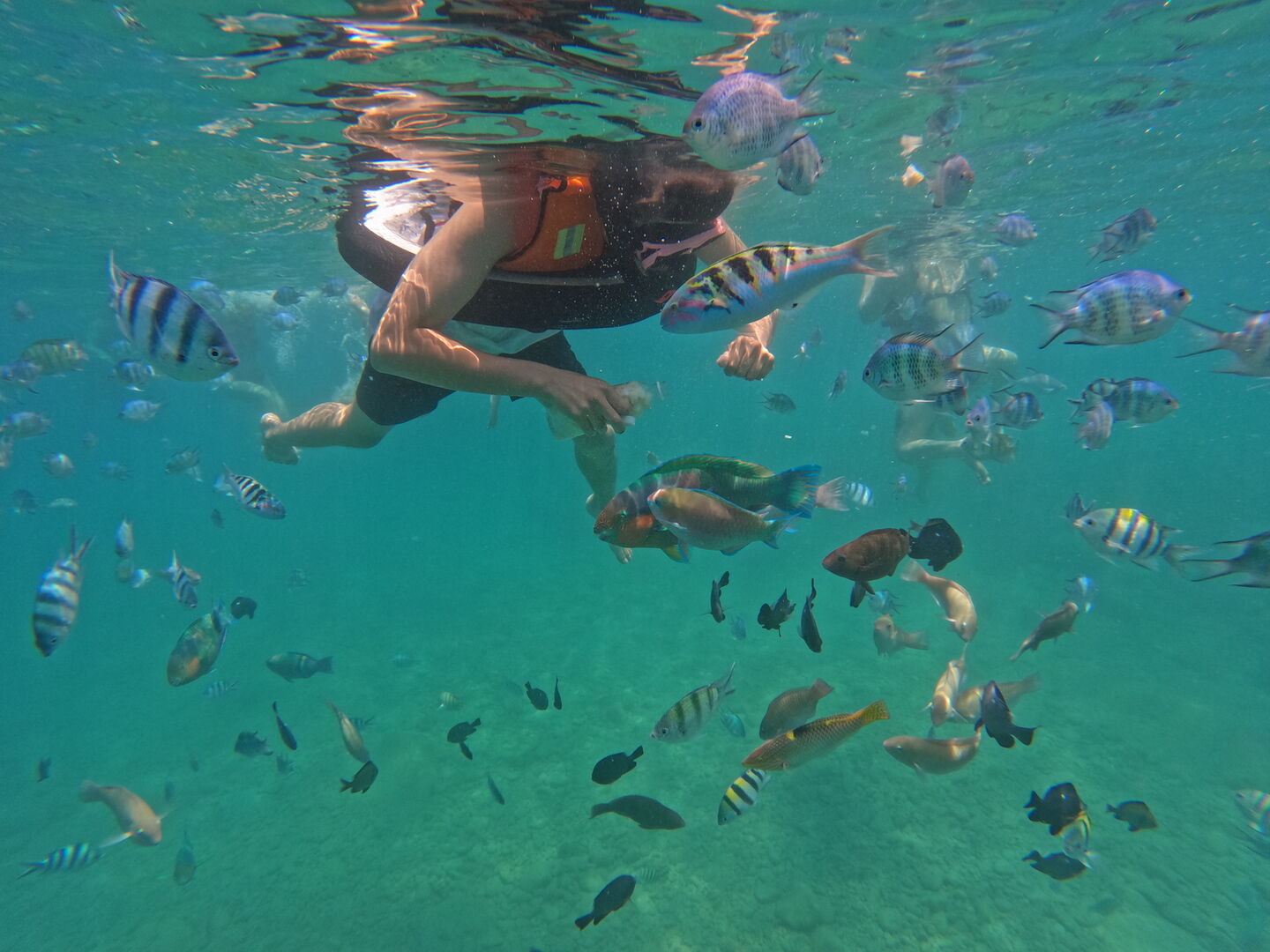 [베나자] 나트랑 스피드보트 3섬 호핑 투어