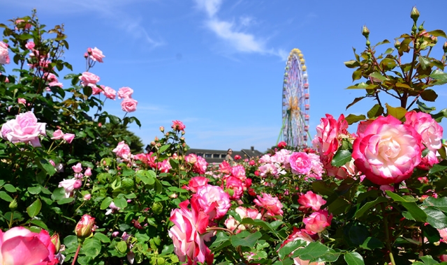 Ibaraki Nakaminato Fish Market Day Tour from Tokyo (Oarai Isosaki Shrine & Hitachi Seaside Park)