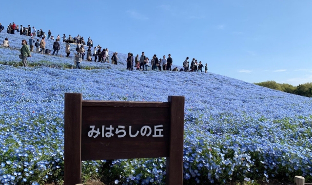 Ibaraki Nakaminato Fish Market Day Tour from Tokyo (Oarai Isosaki Shrine & Hitachi Seaside Park)