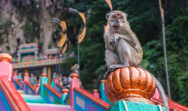 쿠알라룸푸르 반딧불 & 블루티어스 디스커버리 투어 (신형 VIP 밴 차량)