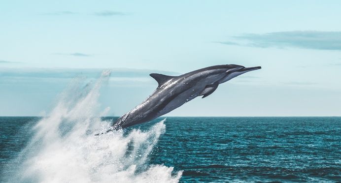 Guam Dolphin Cruise by Paradise Club