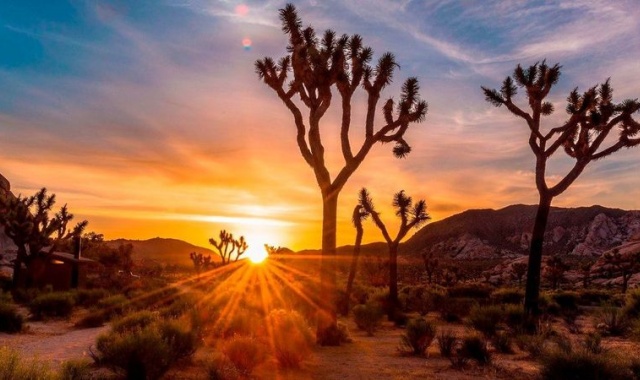 [에이스투어] 오전 8시 출발 - 라스베가스에서 시작해 LA에서 마무리하는 조슈아 트리 + 아울렛 투어