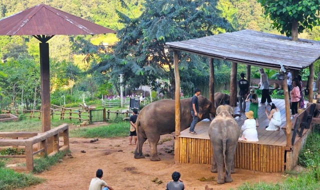 치앙마이 반캉왓 + 엘레핀 팜 & 카페 단독 투어 (한국어 가이드 포함)