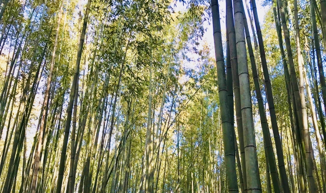 [라쿠투어] 오사카 출발: 나라 & 교토 핫플레이스 투어 (사슴공원, 동대사, 아라시야마, 청수사)