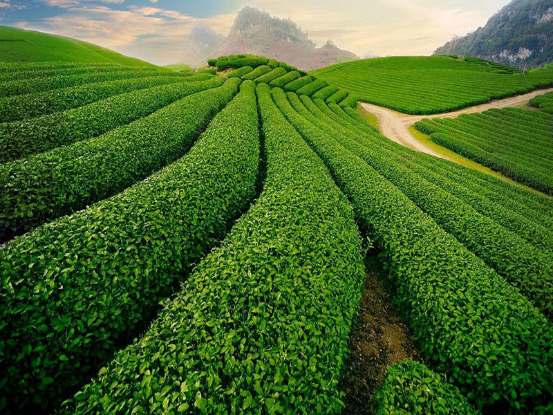 [피크타임] 달랏 선라이즈 일일 투어