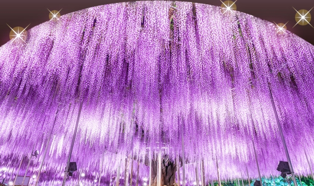 From Tokyo: 2026 Great Wisteria Festival Light-Up, Hitachi Seaside Park, & Kamii sono Torii