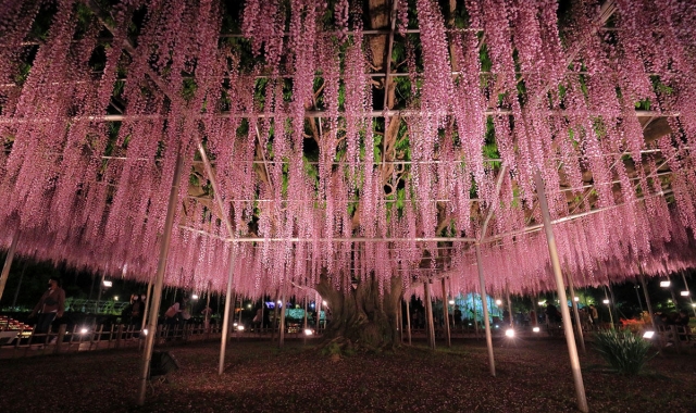 From Tokyo: 2026 Great Wisteria Festival Light-Up, Hitachi Seaside Park, & Kamii sono Torii