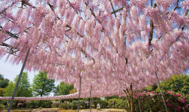 From Tokyo: 2026 Great Wisteria Festival Light-Up, Hitachi Seaside Park, & Kamii sono Torii