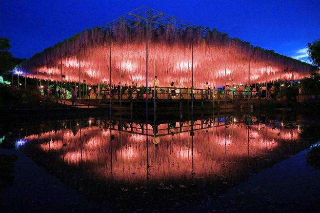From Tokyo: 2026 Great Wisteria Festival Light-Up, Hitachi Seaside Park, & Kamii sono Torii