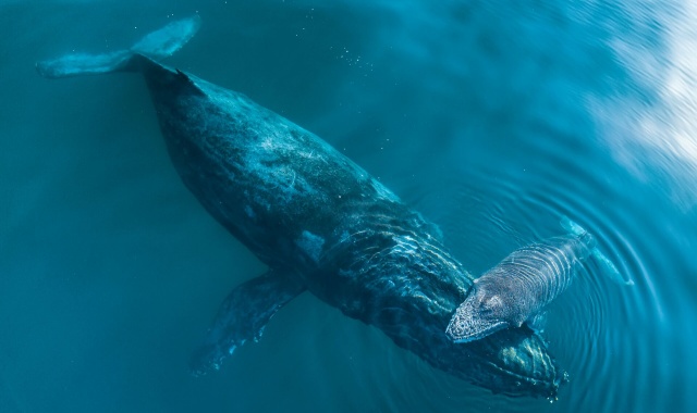 Gold Coast Whale Watching Cruise Tour