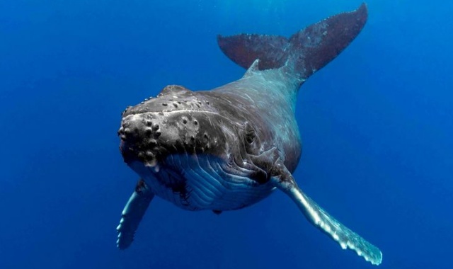 Gold Coast Whale Watching Cruise Tour