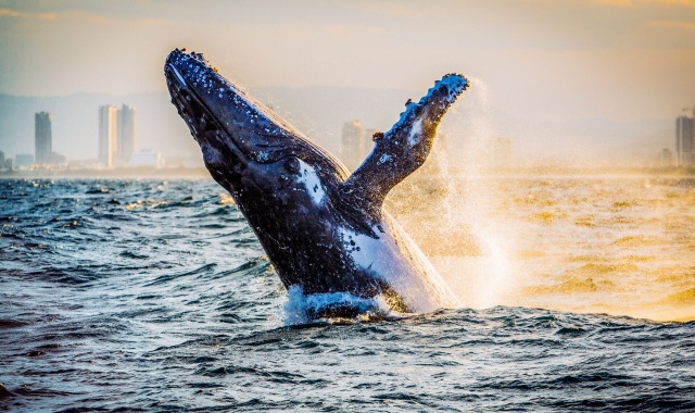 Gold Coast Whale Watching Cruise Tour