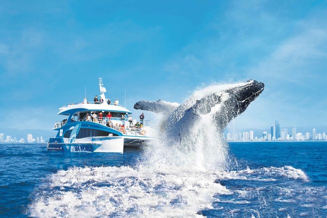 Gold Coast Whale Watching Cruise Tour