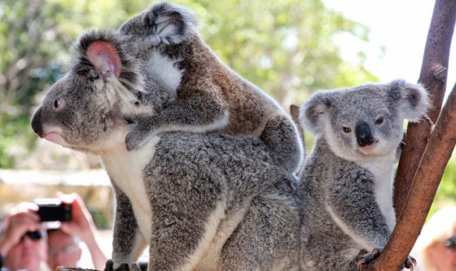 골드코스트 풀코스 데이투어 with 커럼빈 동물원
