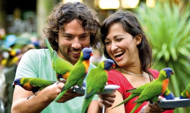 골드코스트 풀코스 데이투어 with 커럼빈 동물원