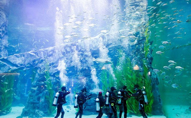 ソウル 蚕室(チャムシル) ・ ロッテワールド水族館(スジョクカン) 入場券(ニュウジョウケン)